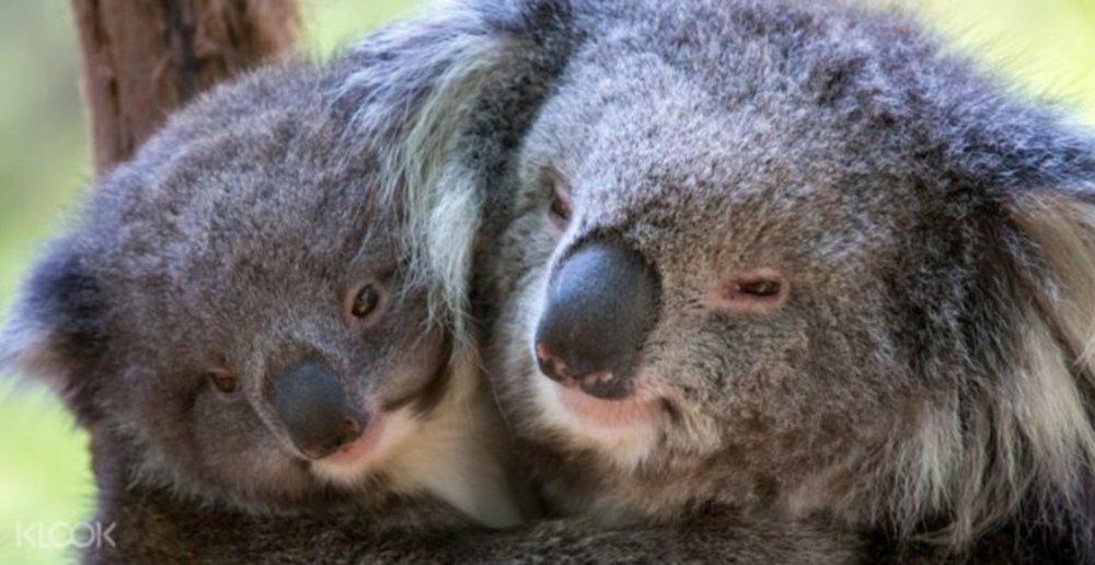 Healesville Sanctuary