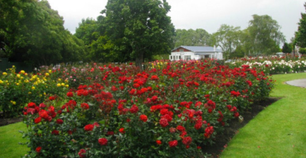 Te Awamutu Roses