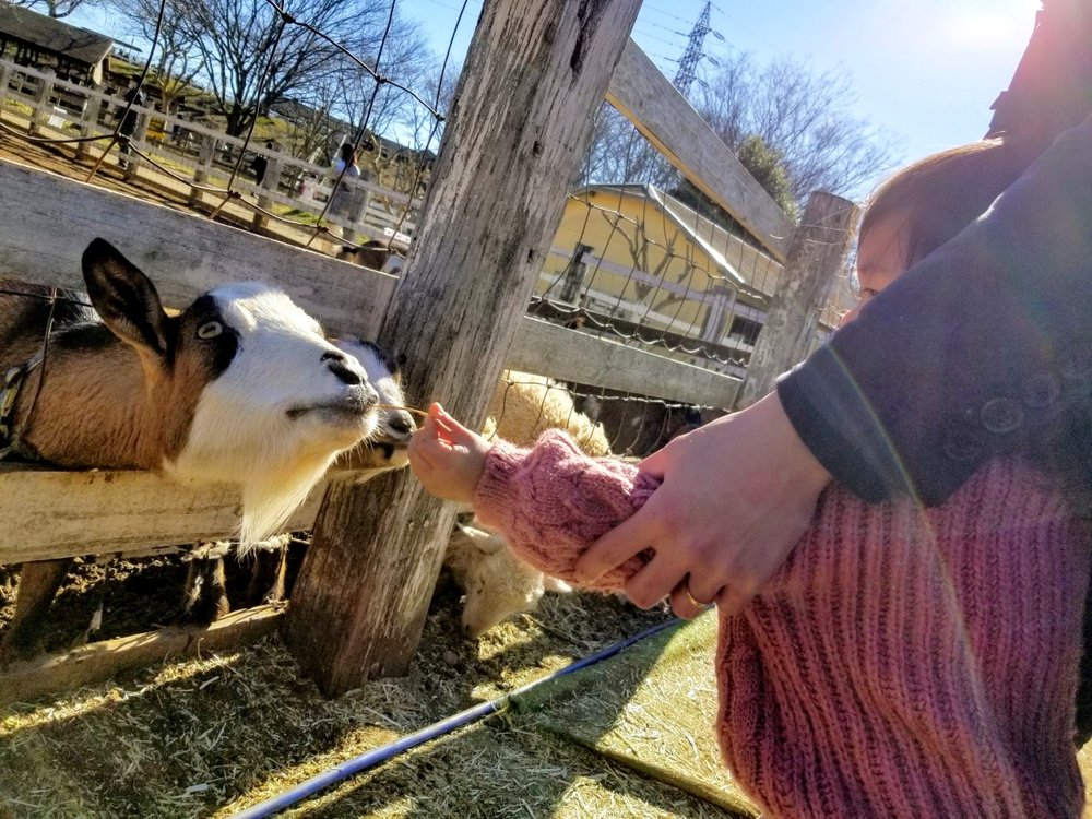 ふれあいやぎひつじ