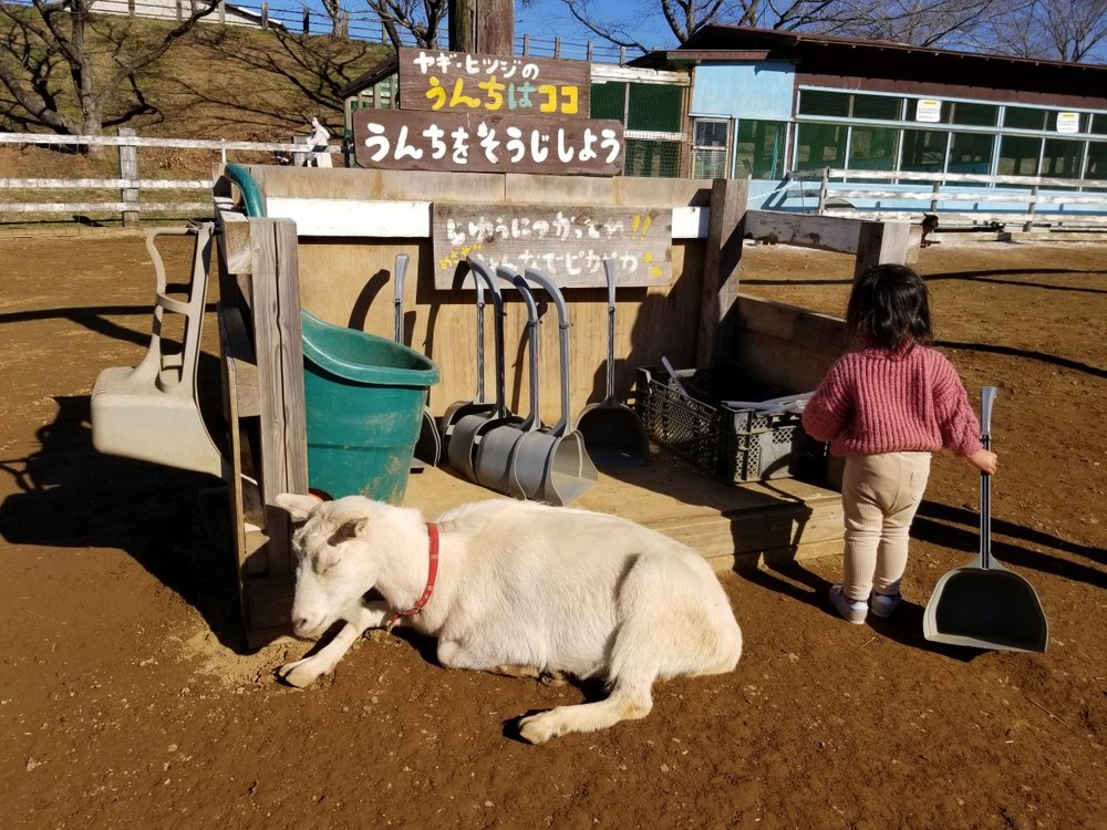 ヤギ羊のウンチのお掃除