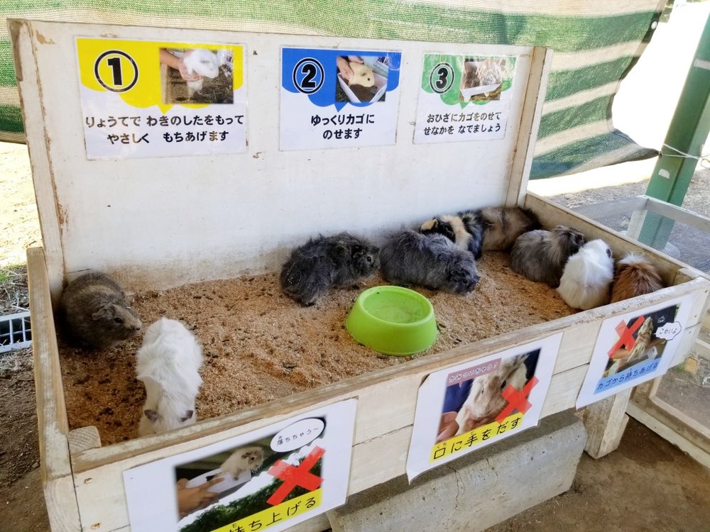 ふれあいモルモット