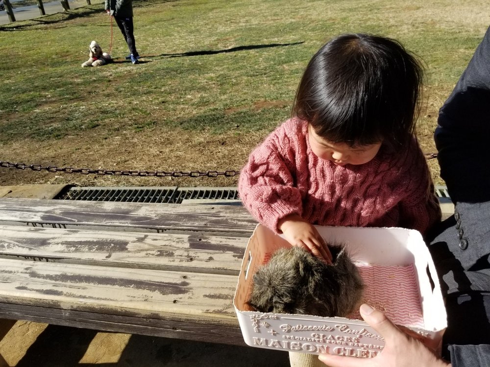 ふれあいモルモット