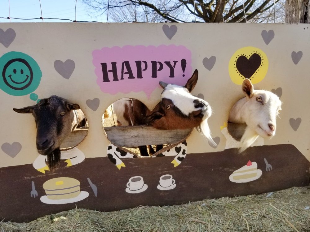 成田ゆめ牧場 ヤギの看板