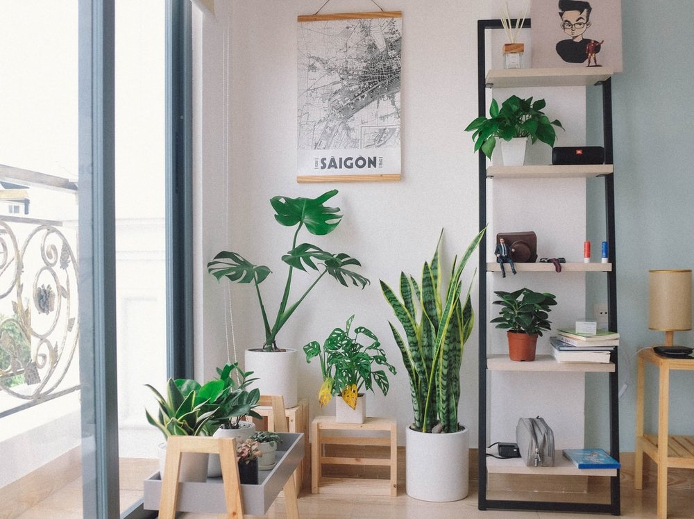 houseplant self care love
