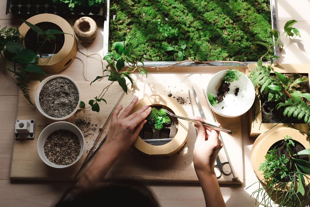 forest in a bottle terrarium diy kit