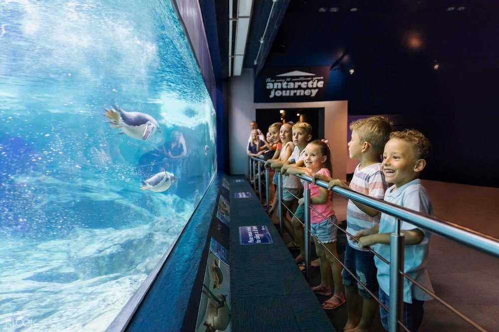 Meet seals, polar bears and penguins at Sea World!