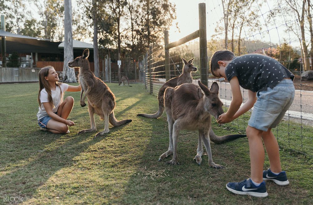 Get up close with kangaroos at Paradise Country on the 14-day pass