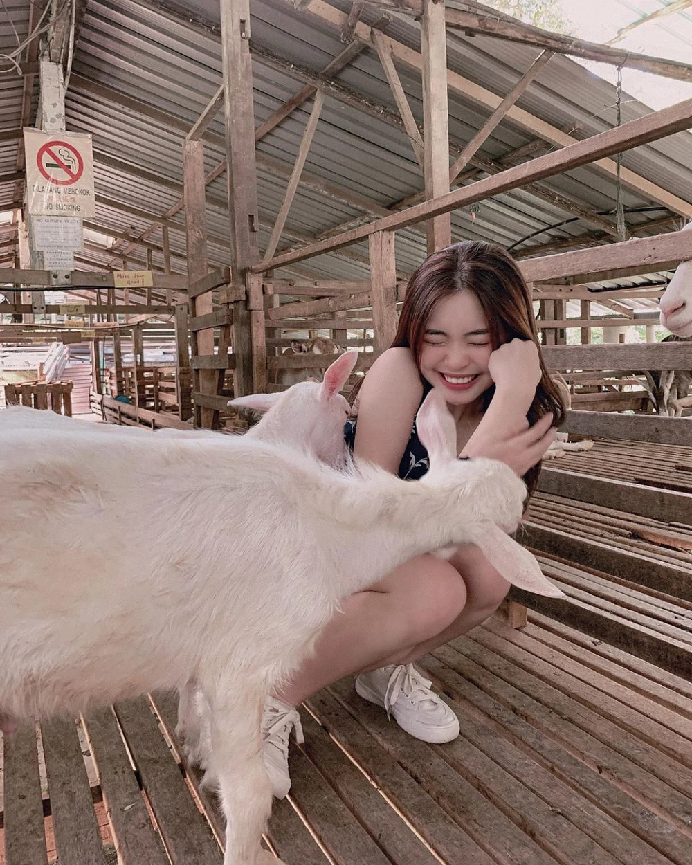 saanen goat farm penang kids