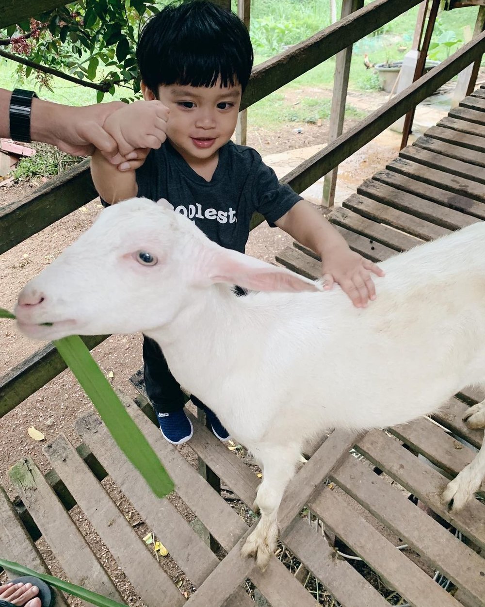 saanen goat farm penang kids
