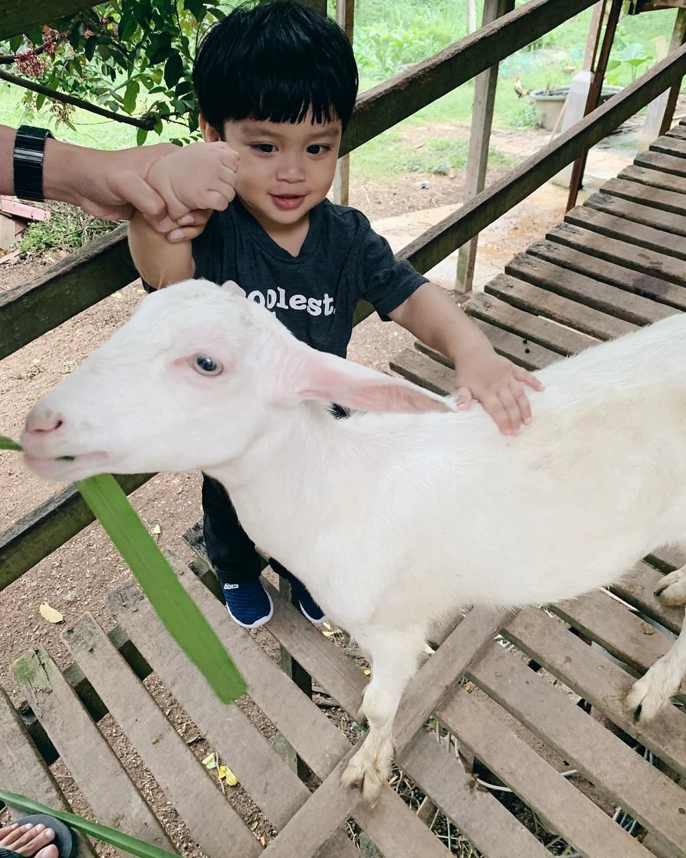 saanen goat farm penang kids