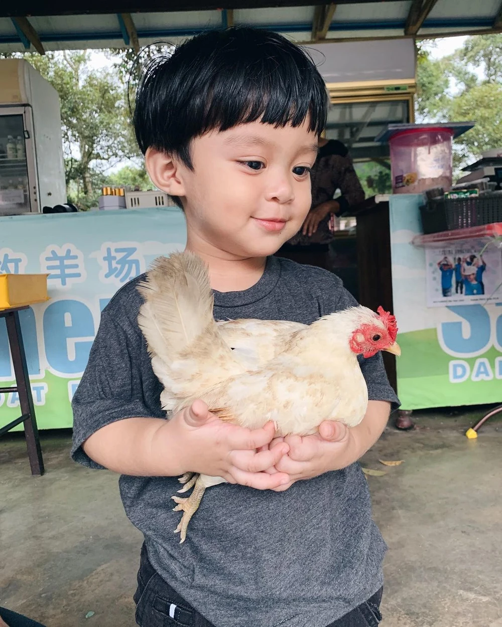 saanen goat farm penang kids