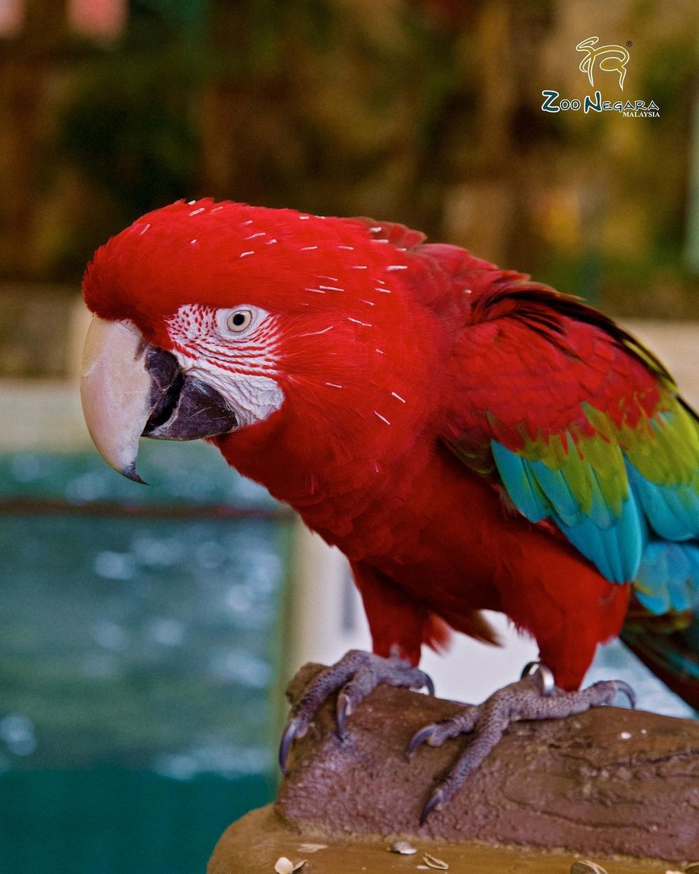 zoo negara visit guide exhibits ticket