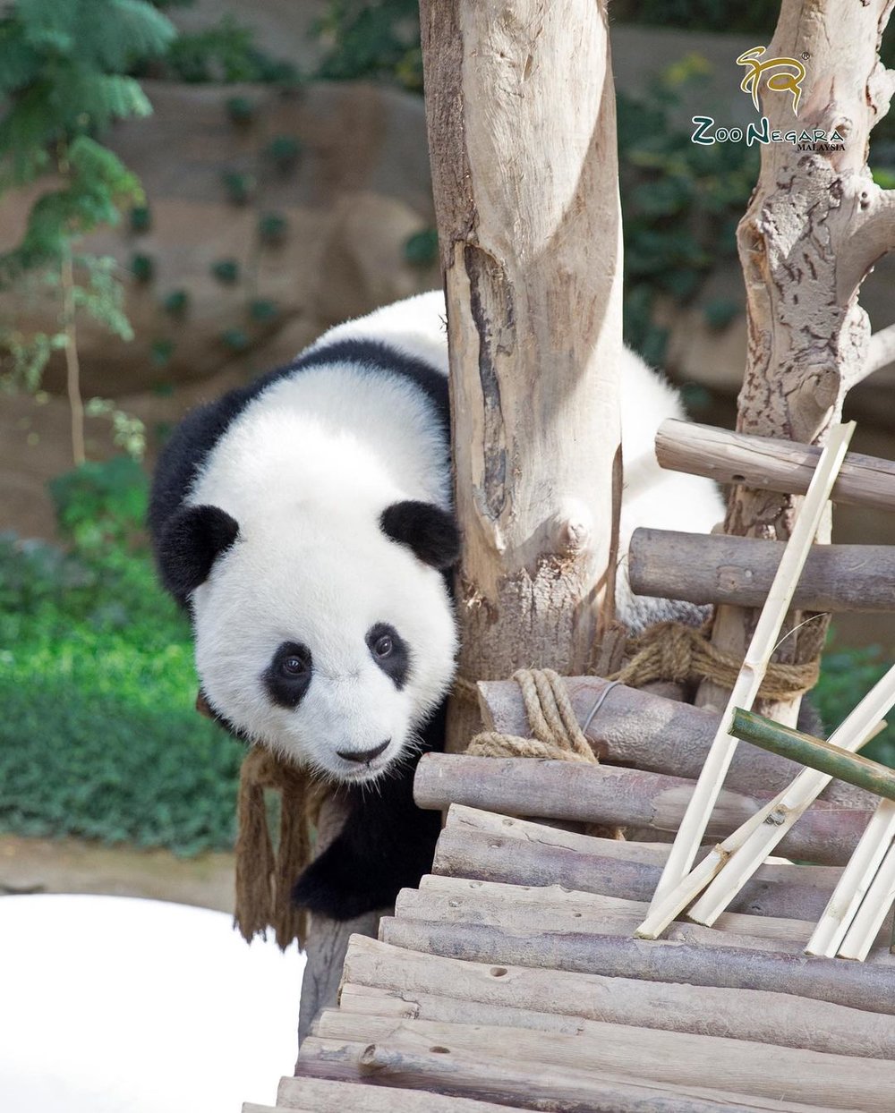 zoo negara visit guide exhibits ticket giant panda