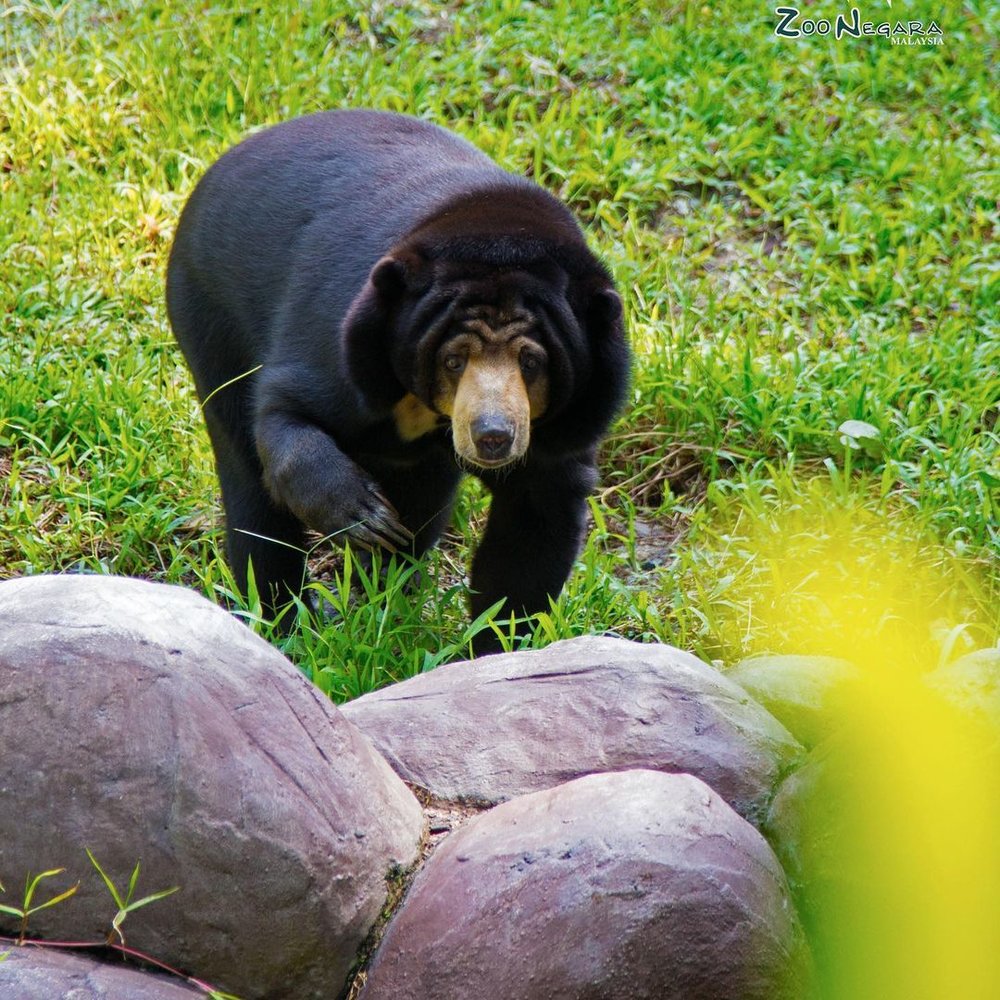 zoo negara visit guide exhibits ticket malayan sun bear