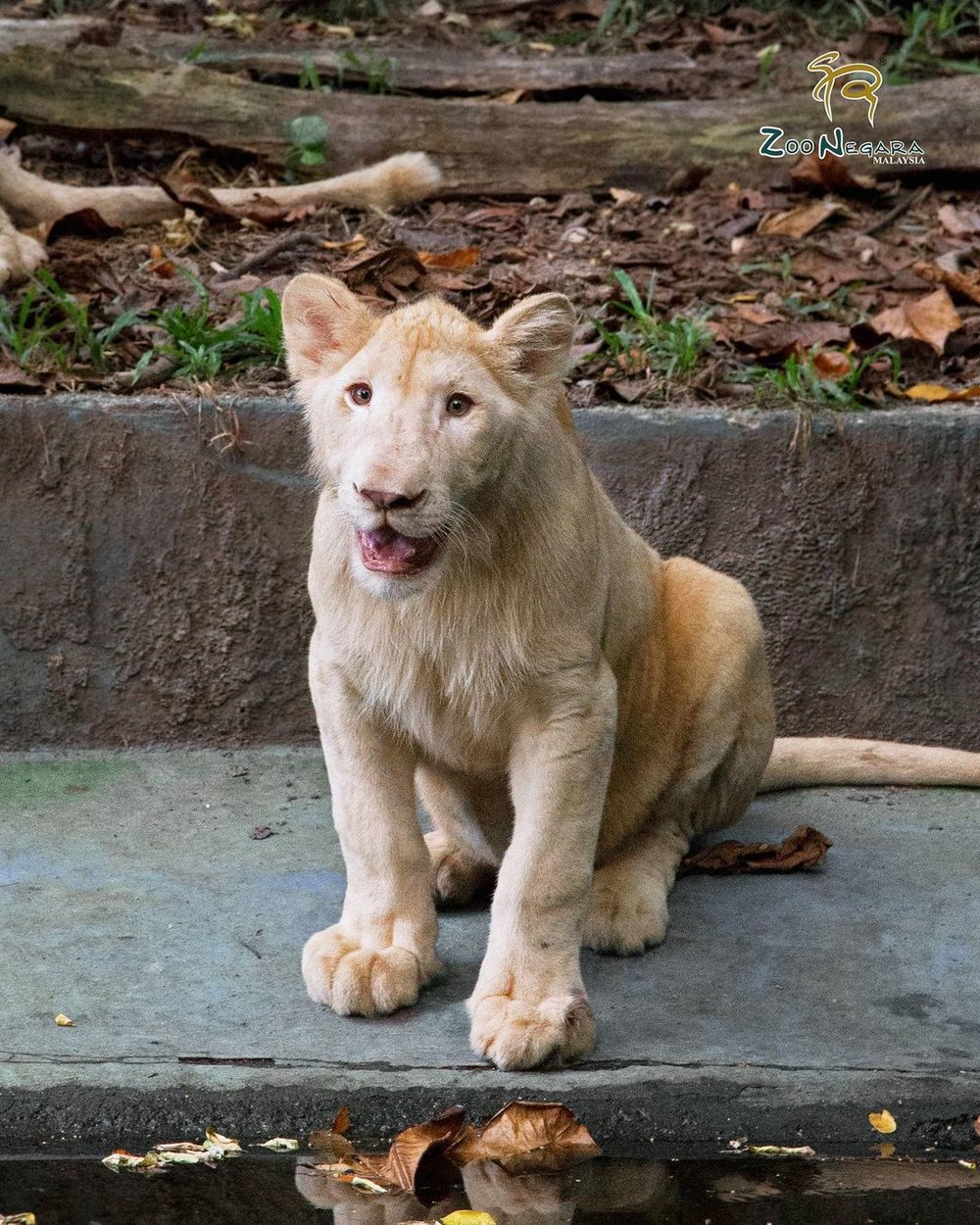 zoo negara visit guide exhibits ticket tiger