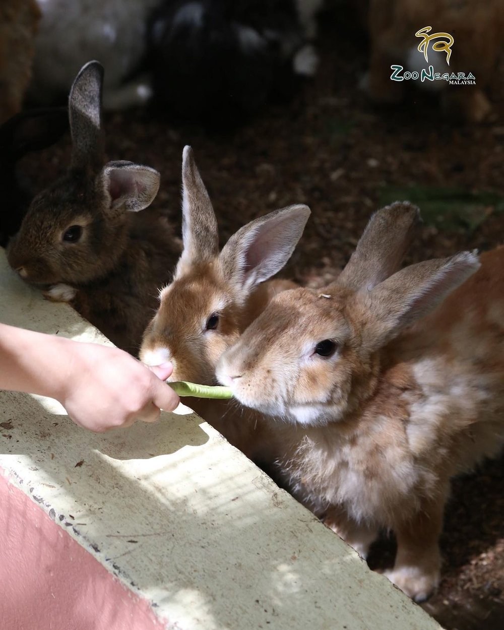 zoo negara visit guide exhibits ticket rabbits