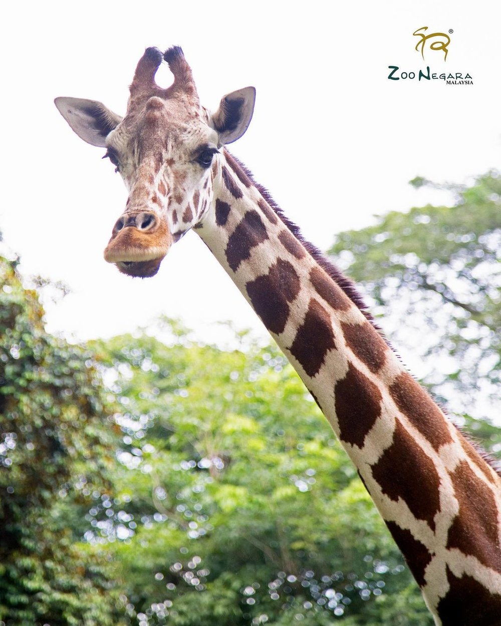 zoo negara visit guide exhibits ticket giraffes