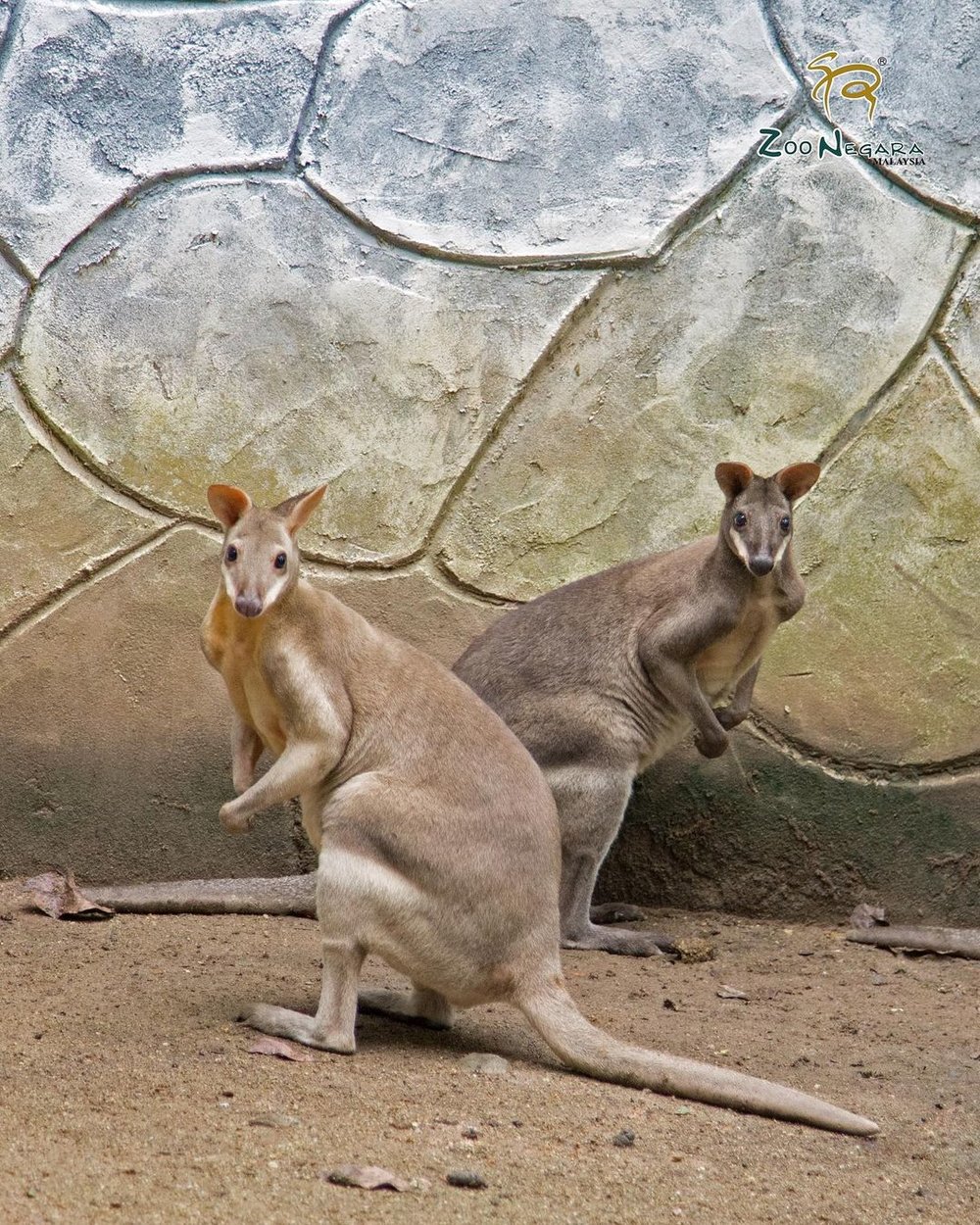 zoo negara exhibits wallabies