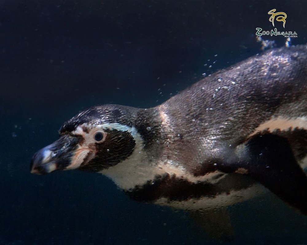 zoo negara penguin