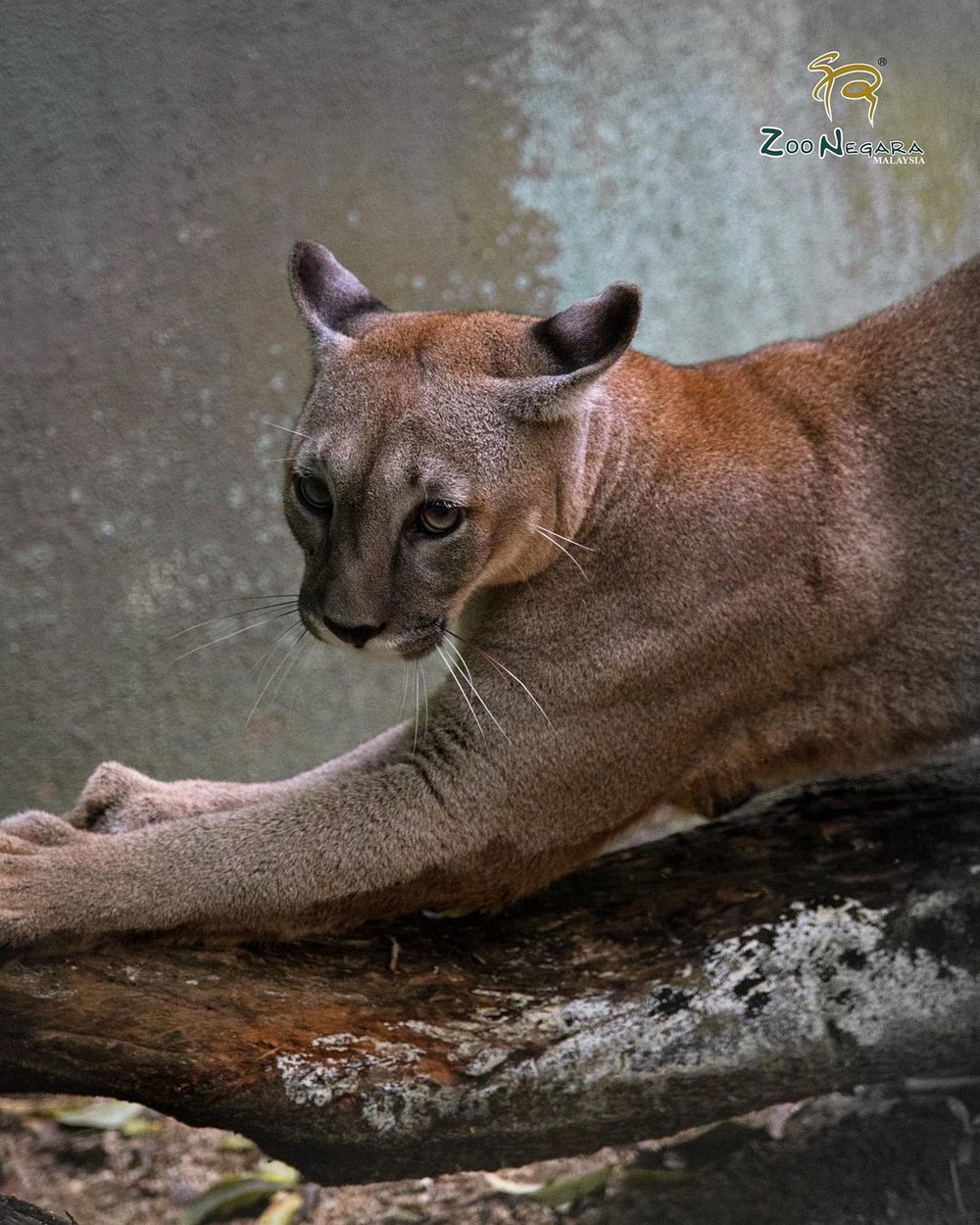 zoo negara exhibits puma 