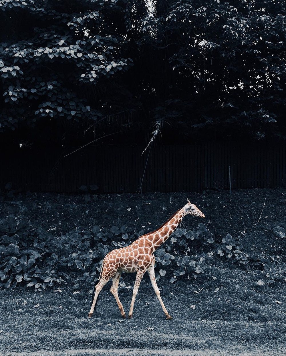 zoo negara exhibits visit review guide panda