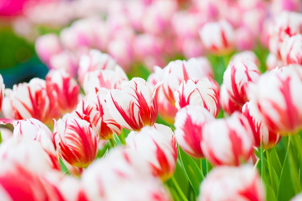 ハウステンボスのチューリップ祭とは？