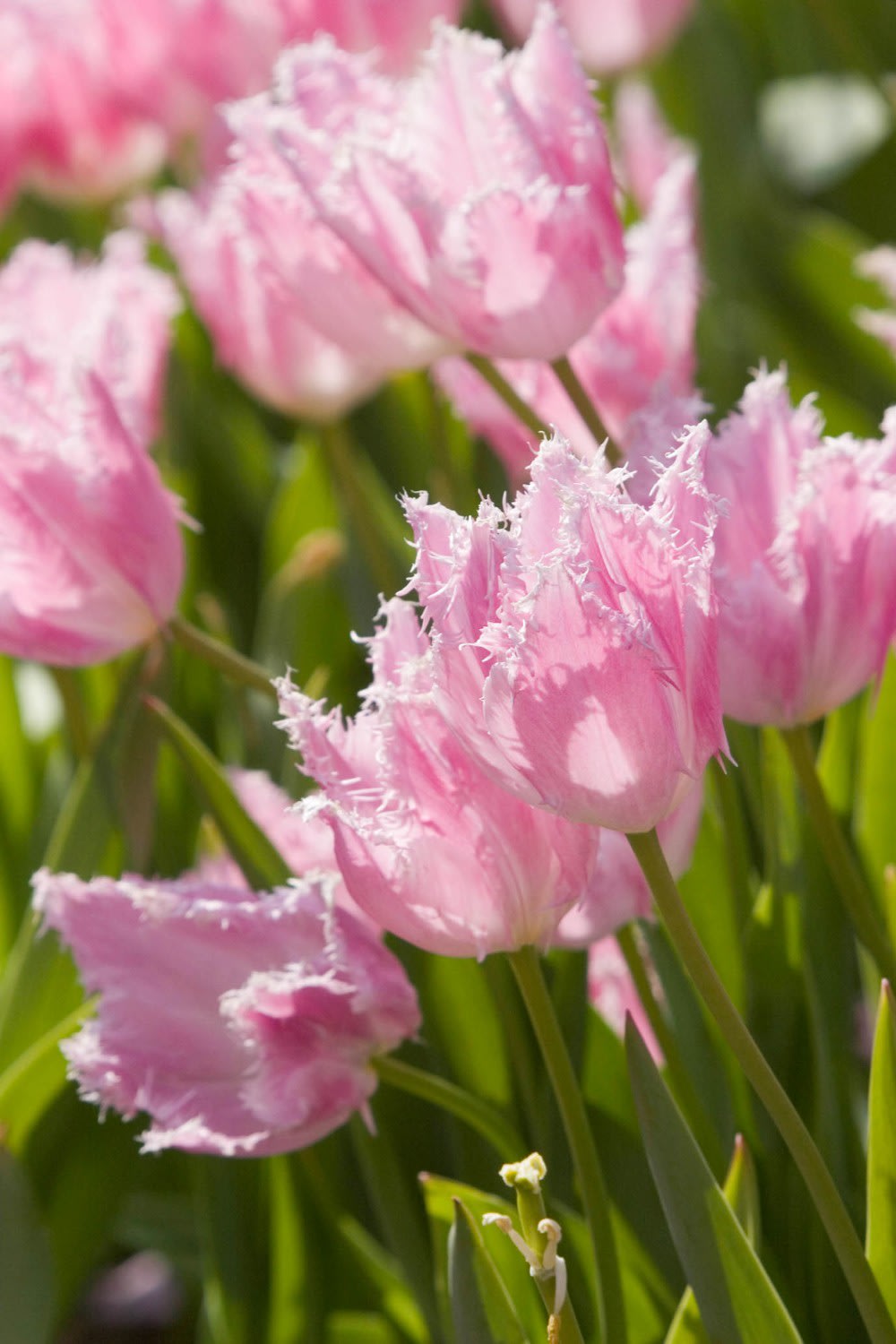 ハウステンボスが名付けた「ハウステンボス」という名の品種