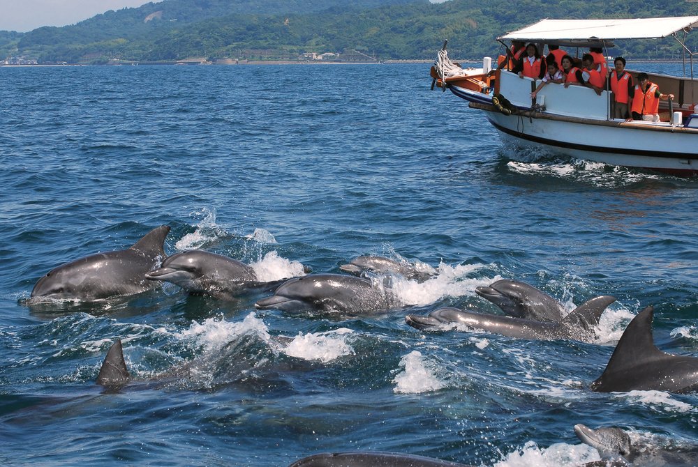 出海觀看天草海豚