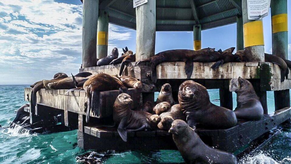 Scenic and Wildlife Adventure Cruise in Port Phillip Bay