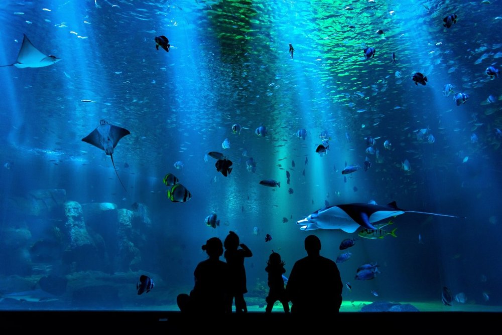 東京近郊 おすすめ水族館11選