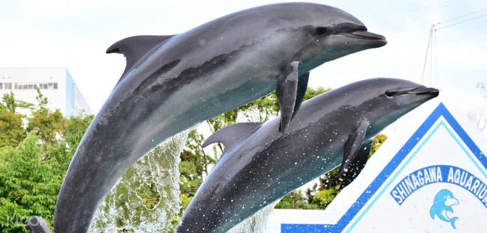しながわ水族館