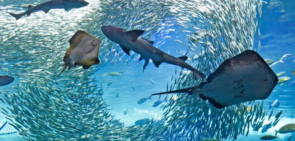 新江ノ島水族館
