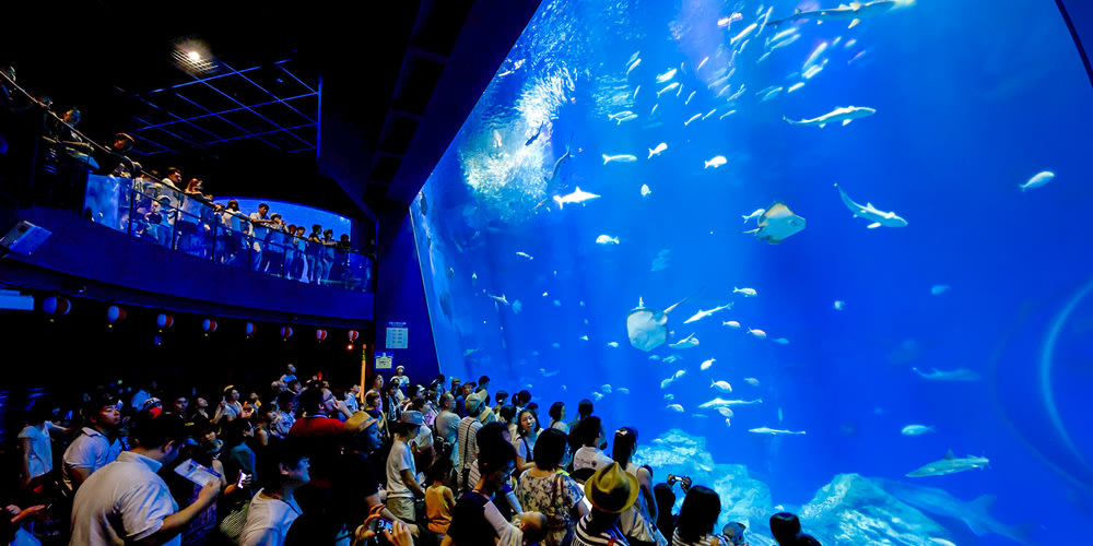 アクアワールド 茨城県大洗水族館