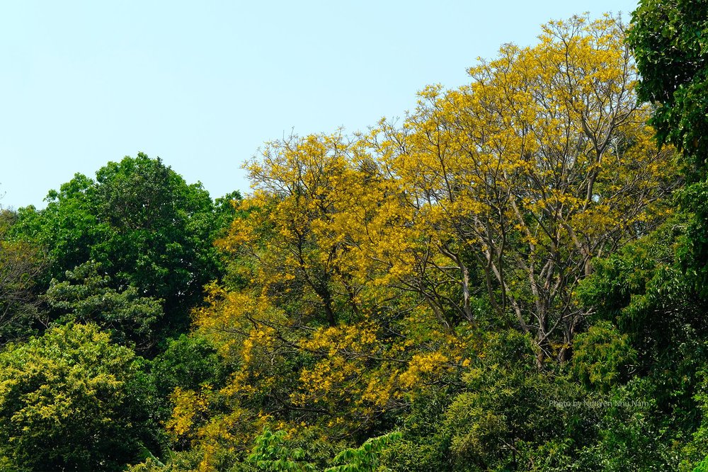 Chuyện Tình Bãi Bụt Ở Bán Đảo Sơn Trà