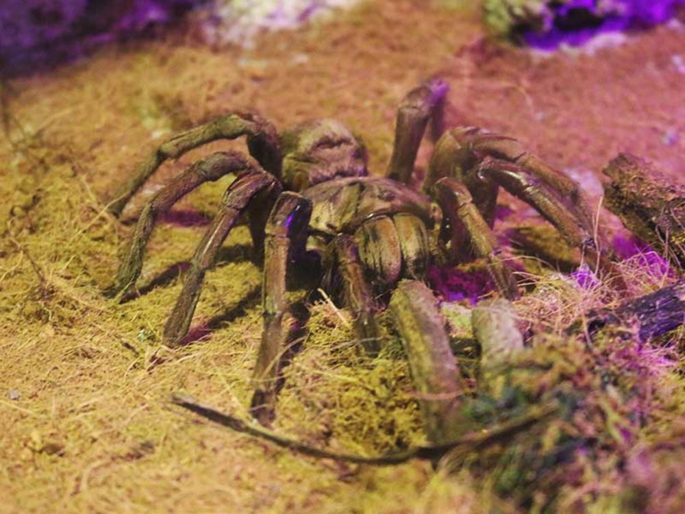 Tarantulla Alley Night Safari Lost World of Tambun Night Park