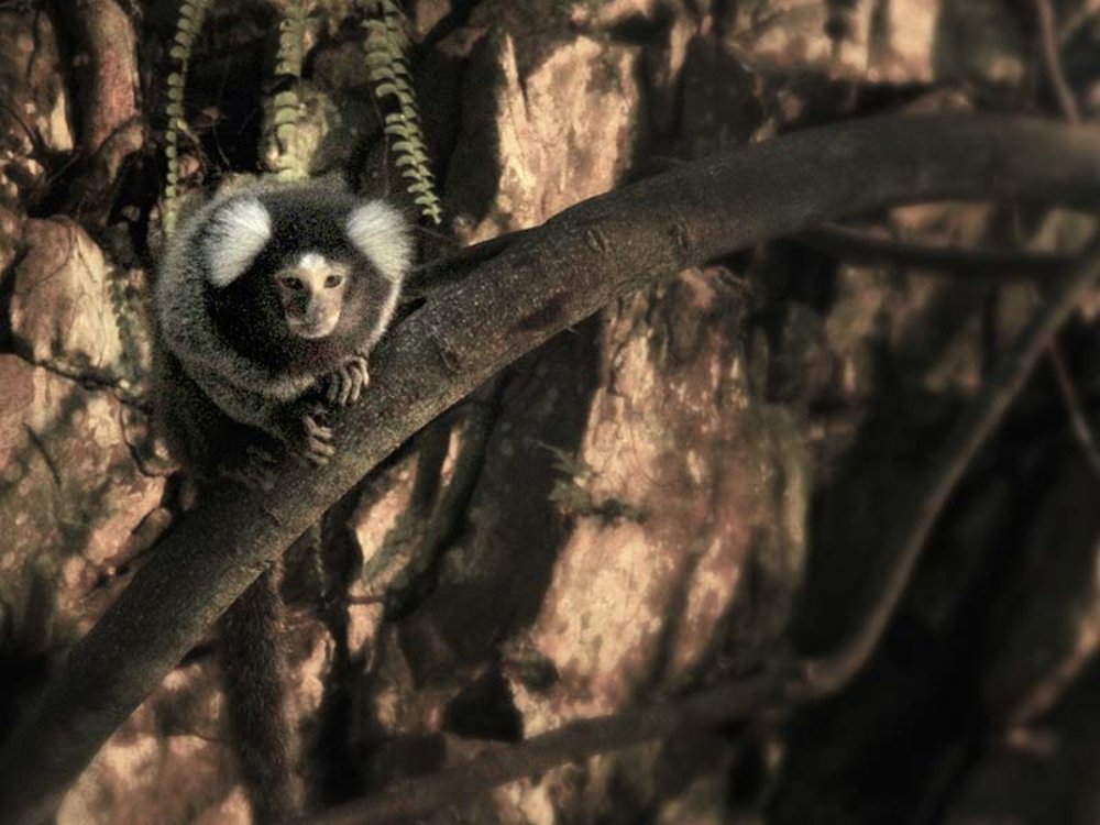 Marmoset Island Night Safari Petting Zoo Lost World of Tambun