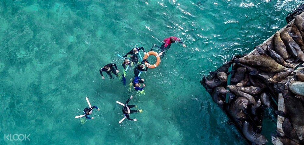 The best thing to do in the summertime - snorkel with the seals!