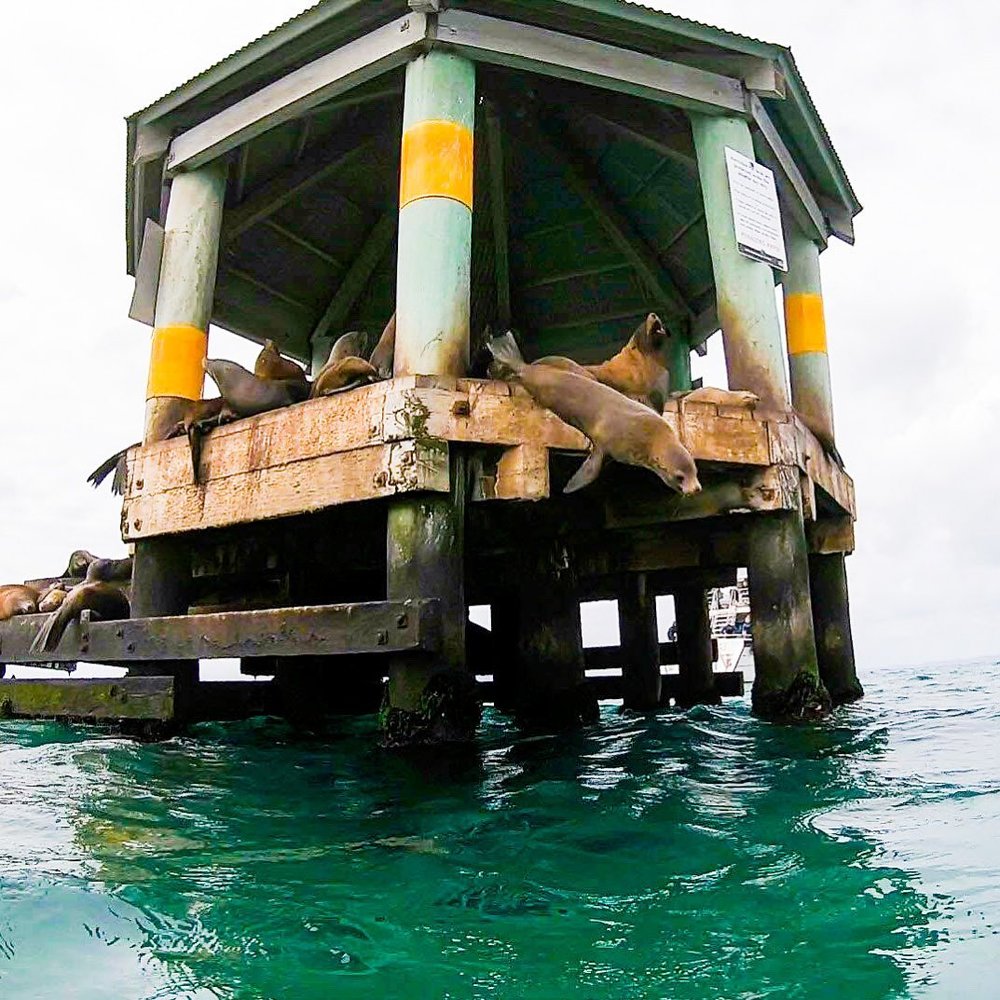 Image credits - @moonrakerdolphinswims on Instagram