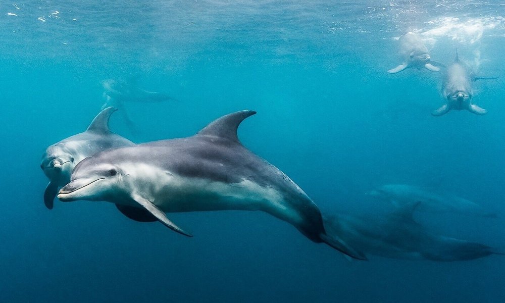 Swimming with dolphins - like a dream!