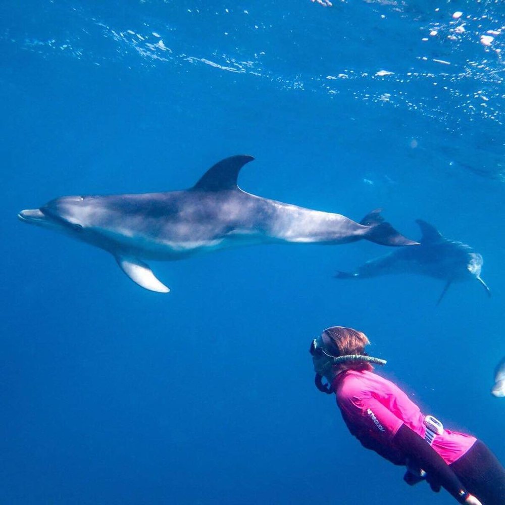 Image credits - @moonrakerdolphinswims on Instagram