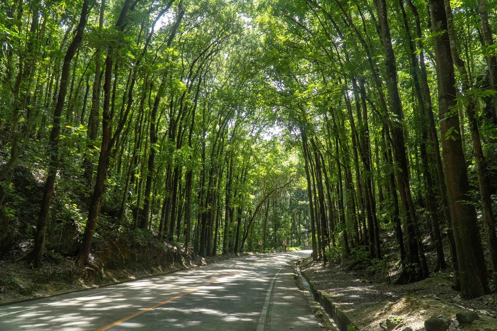 UPDATED StepbyStep Guide to Travelling to Bohol (2021) Requirements