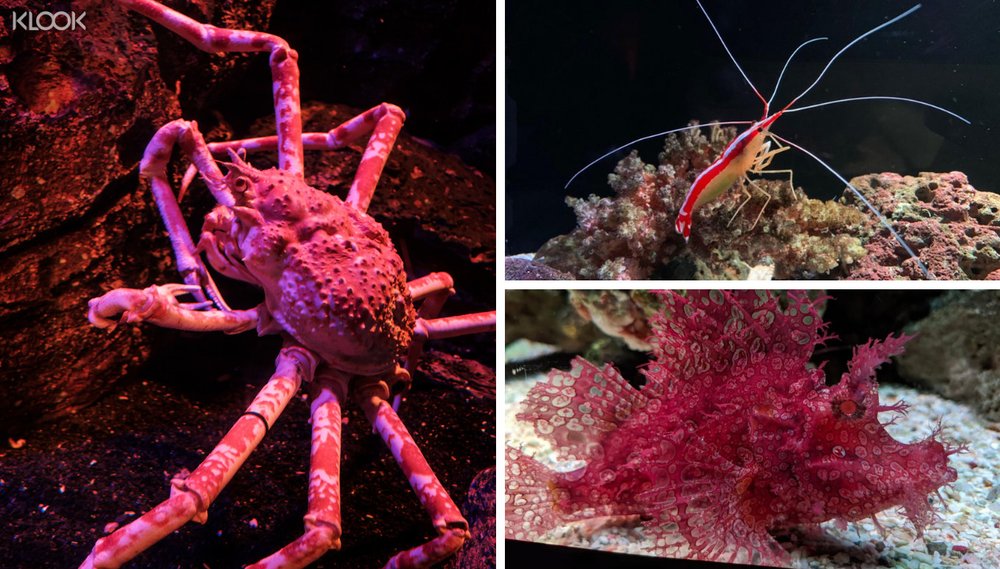 รีวิว Sea Life Bangkok ล่าสุด