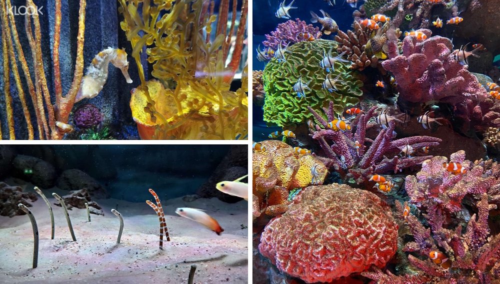 ภายใน SEA LIFE Bangkok