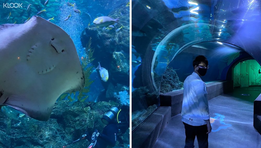 อุโมงค์ใต้น้ำ ซีไลฟ์ แบงคอก