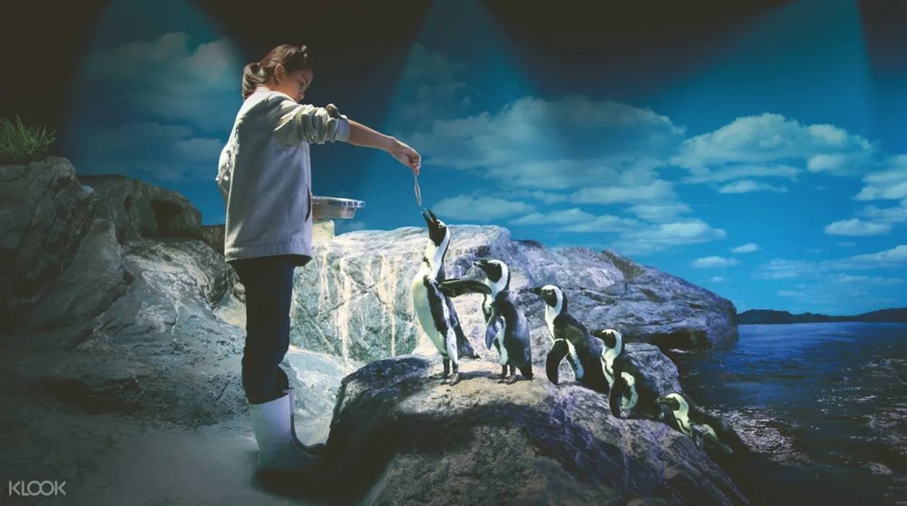 Jackass Penguin Sea Life Bangkok