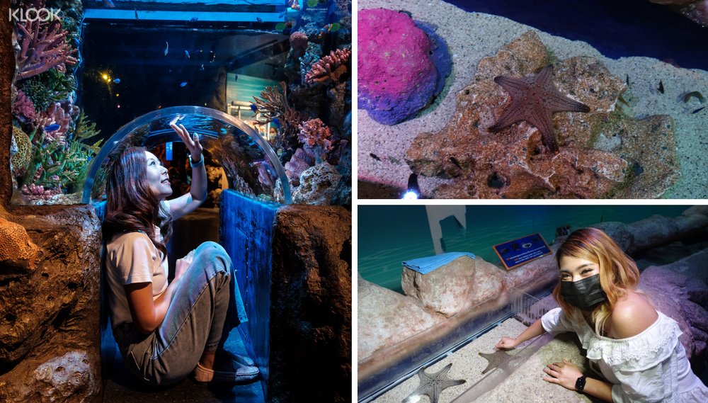 ซีไลฟ์ แบงคอก บัตรเข้าชม