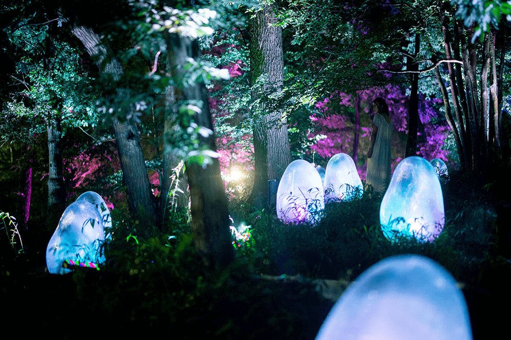 「チームラボ どんぐりの森の呼応する生命」の見どころ