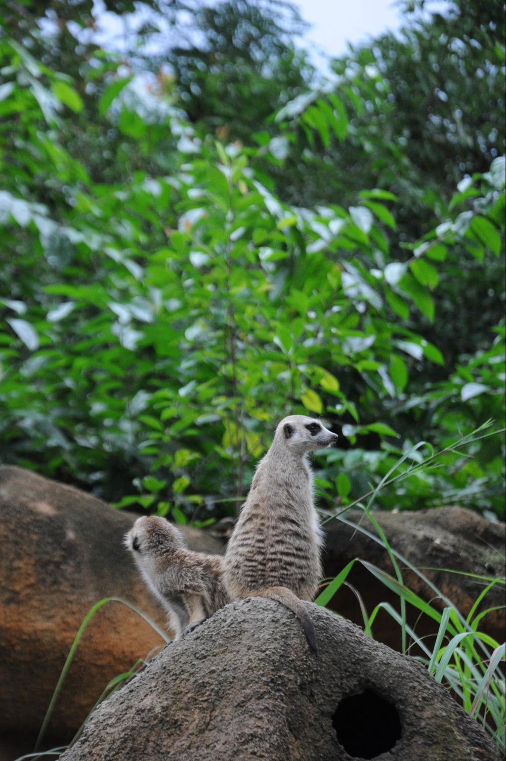 singapore zoo meerkat