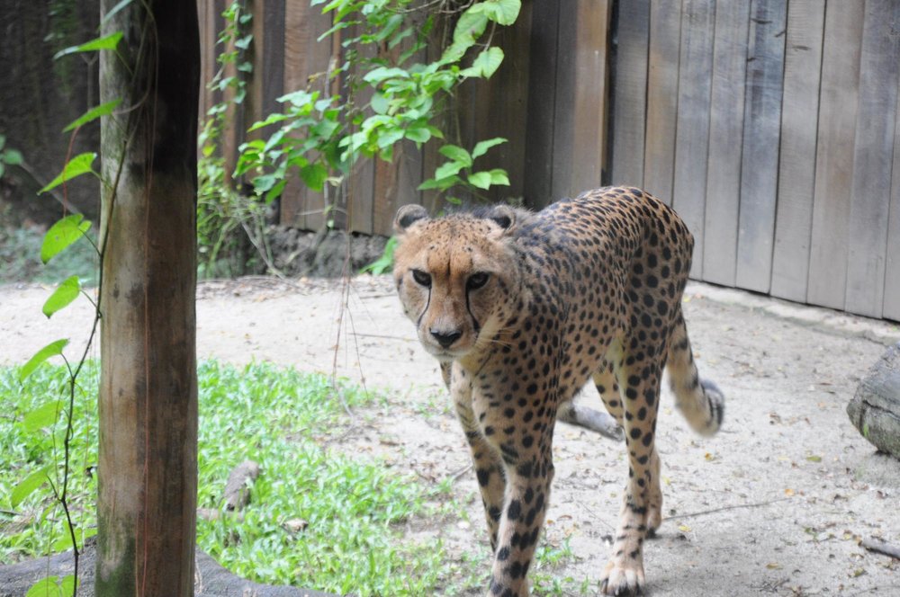 singapore zoo cheetah