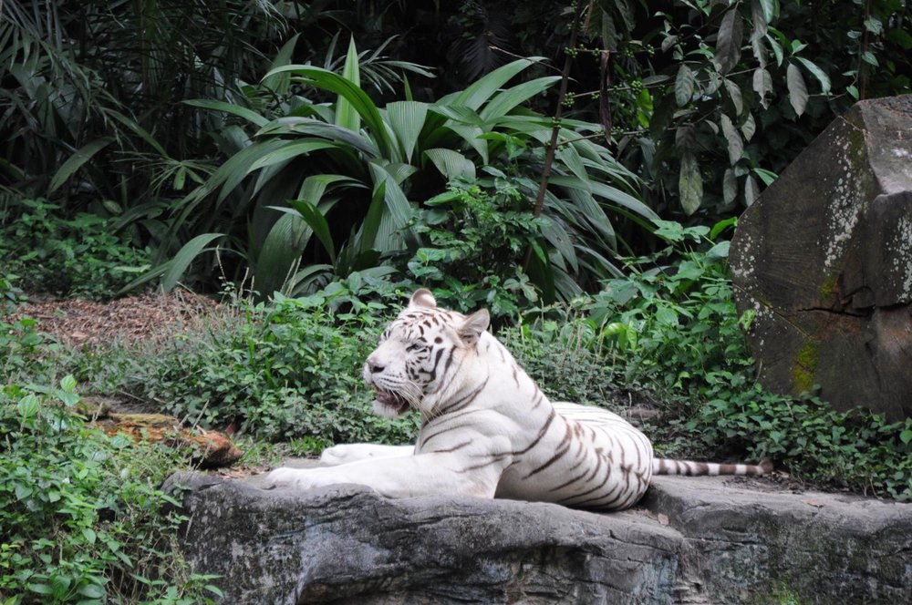 singapore zoo white tiger